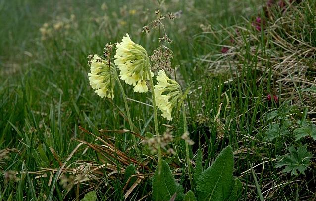 Primula elatior / Primula maggiore